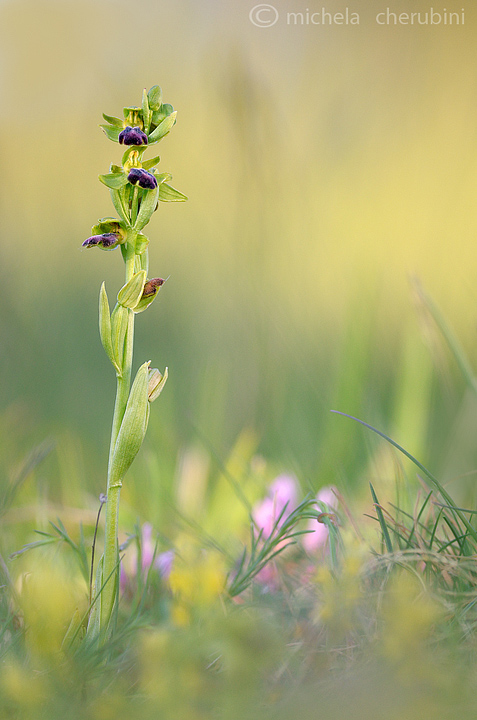 ophrys fusca